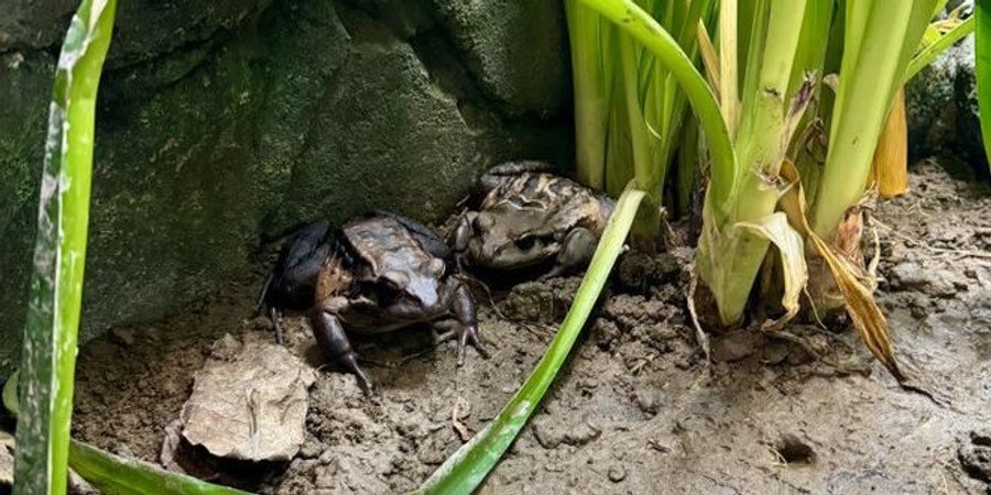 Горная куриная лягушка является чрезвычайно редким животным (Фото:London Zoo)